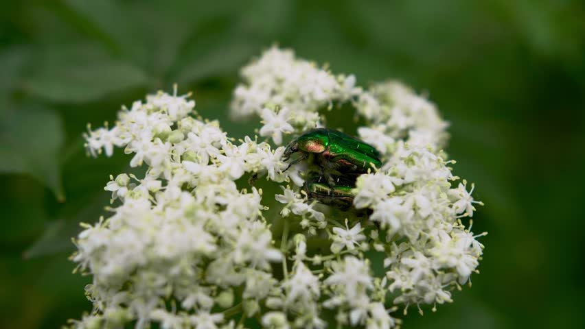 White flowers blooming with green leaves in nature.