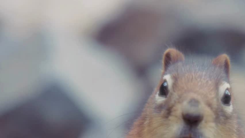 Ground Squirrel Close Up Profile Portrait