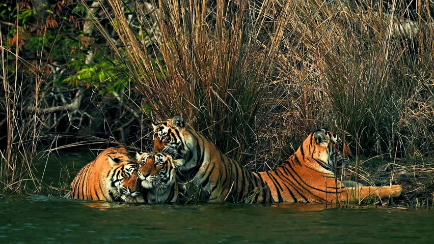 Tiger resting near water surrounded by dry grass.