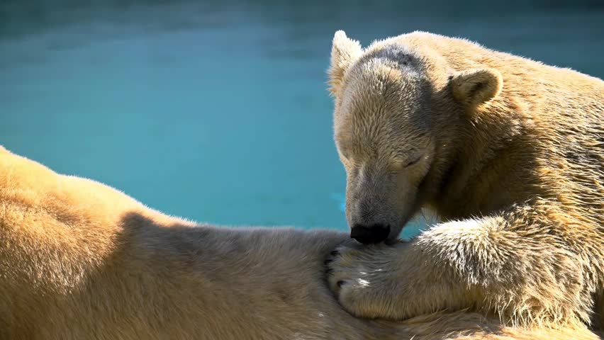 Polar bears interacting on ice in cold arctic environment.