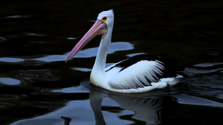 Pelican swimming on water in natural wildlife environment.