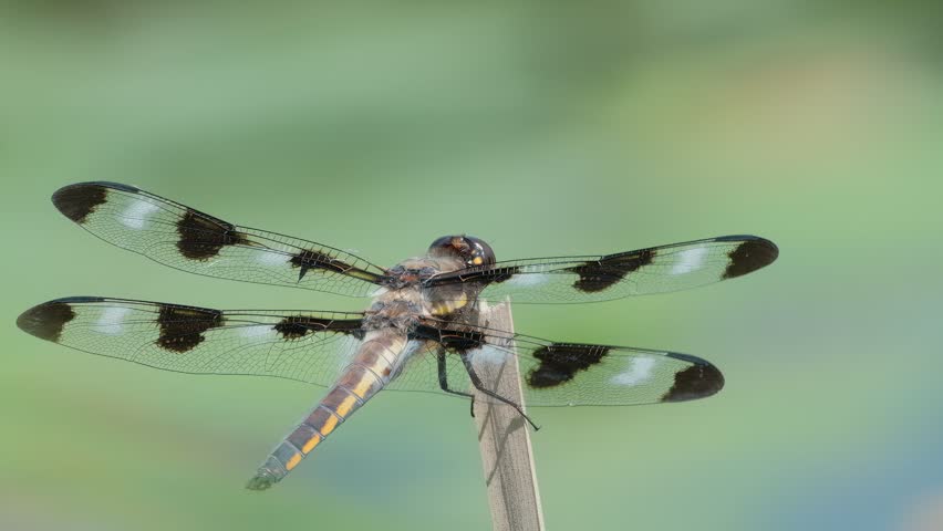 Skimmer Dragonfly Resting on Stick Over Pond Before Flying Off Nature Video