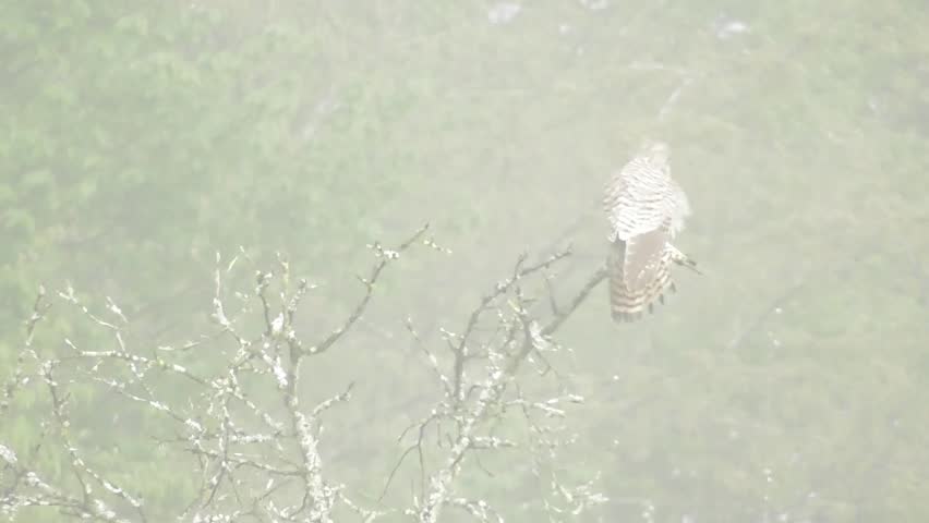 falcon on a dead tree, turning the head in the foggy air
