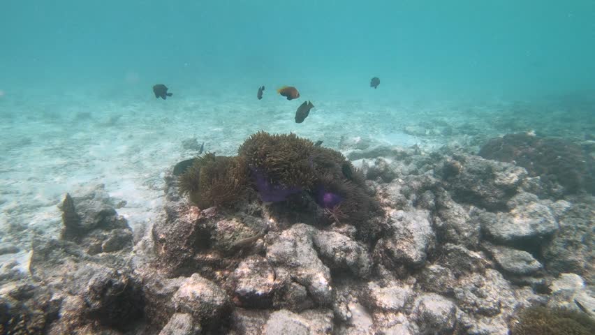 Amphiprion nigripes (Maldive anemonefish or blackfinned anemonefish), is a marine fish belonging to the family Pomacentridae, an anemonefish found in the northern Indian Ocean, from Java to the Arabian Peninsula. Like all anemonefish it is usually found living in association with sea anemones