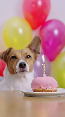 Dog licking lips birthday party pink glazed donut candle. Jack Russell Terrier bday celebration vertical orientation. Festive domestic animal portrait colorful balloons background indoor view.