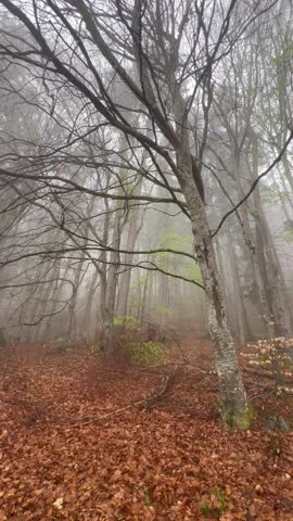 Landscape of a foggy forest by autumn	
