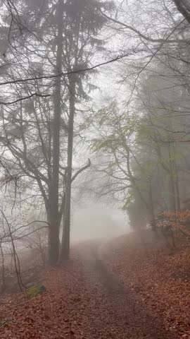 Landscape of a foggy forest by autumn	
