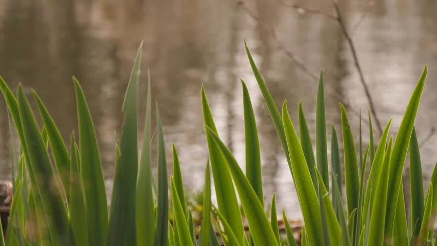 Young cattail growing near the lake