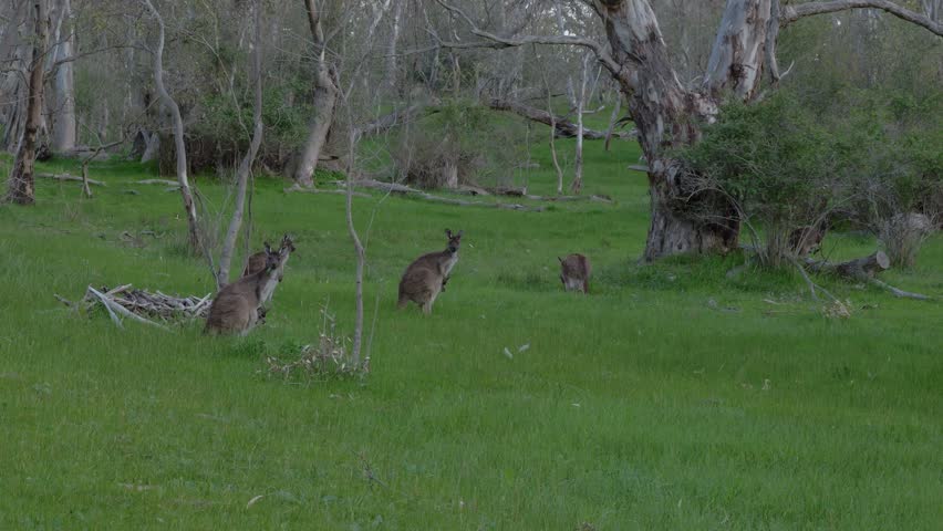 Western Grey Kangaroos On Green Fields Of Tanunda, Barossa Valley, Australia - Wide Shot