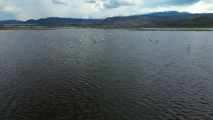 Group of Flamingos Taking Off from Water in Wetland