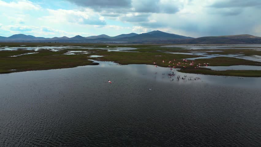 Group of Flamingos Taking Off from Water in Wetland