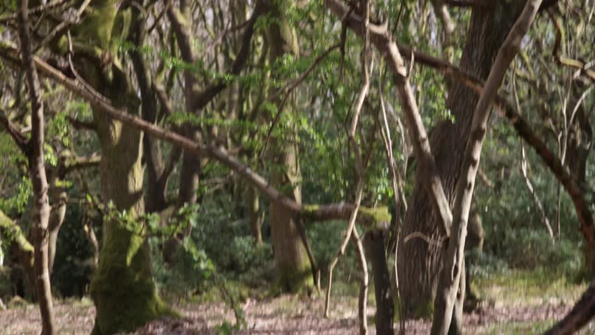 a view of trees in a dense forest