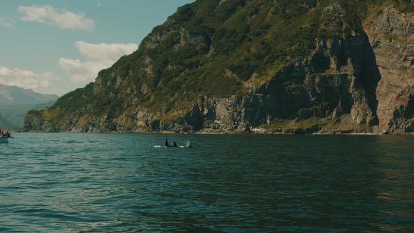 Groups of killer whales swim near mountainous coast and emerge from water to show off their large dorsal fins