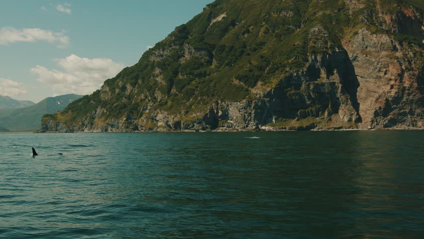 Groups of killer whales swim near mountainous coast and emerge from water to show off their large dorsal fins and blow out fountains