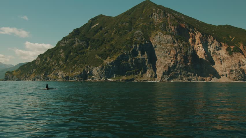 Pods of killer whales hunt for fish in coastal waters of bay and displaying their large sharp dorsal fins.