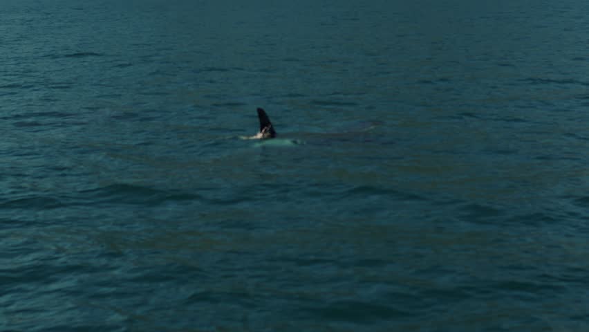 Pod of killer whales swims in bay surrounded by mountain ranges and throws out fountains of steam as they surface. Ocean life