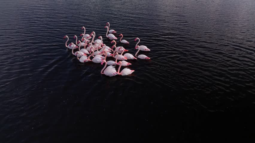 Close-up aerial drone view of a flamingo flock swimming on dark deep lake water in a wetland
