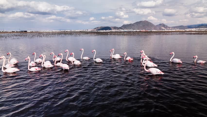 Aerial drone view of a flamingo group swimming in line on a rippled lake surface with mountain backdrop