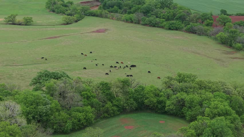 Drone aerial shot pulling back and tilting up to reveal a herd of cows grazing in a pasture near a winding creek in rural Oklahoma farmland during spring.