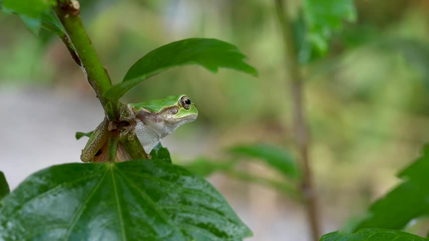 4K Video of a tree frog on grass.