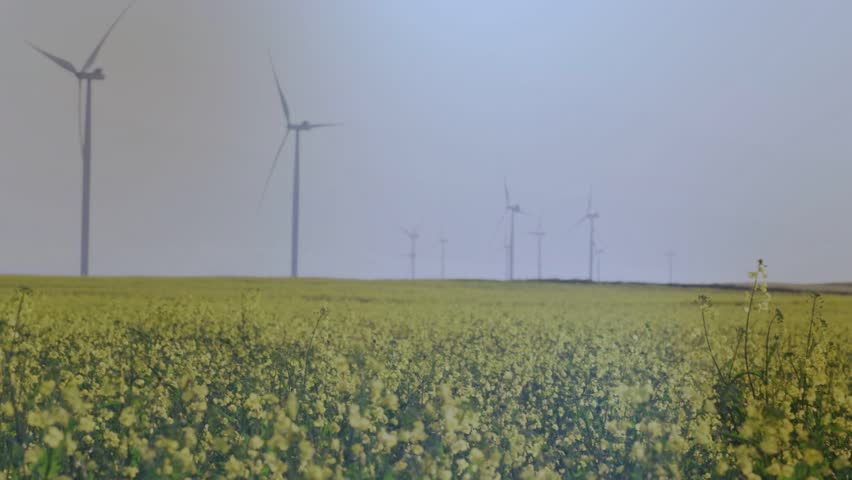 Vertical video: Wind farm over canola, ring emerging, pulsing, showing energy data then fading. Turbines, landscape, rural, field, horizon, overlays, holographic