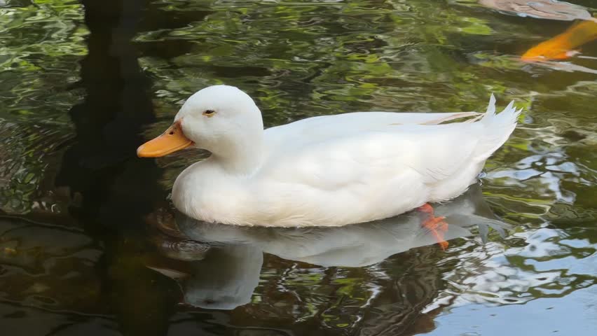white duck is swimming in a water, animal
