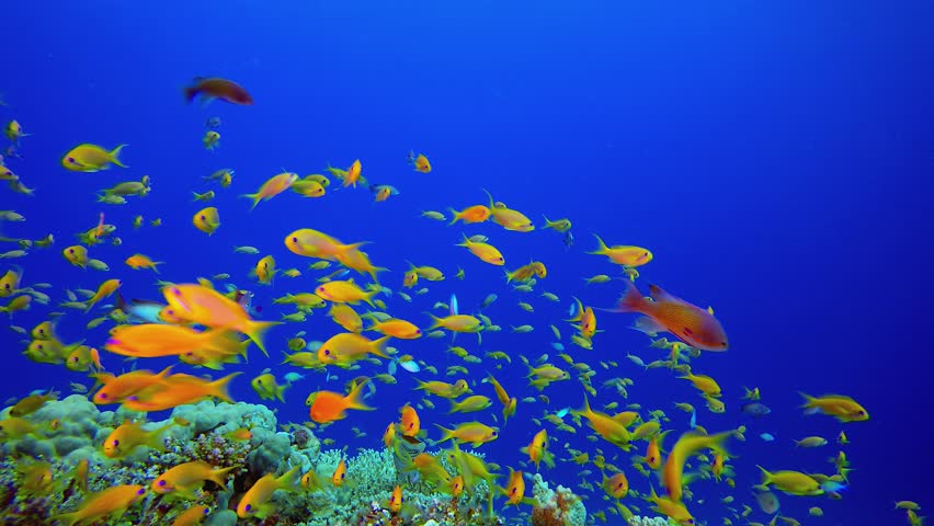 Tropical Colourful Fishes Blue Water. Tropical underwater sea fish. Underwater fish reef marine. Underwater sea fish. Coral garden seascape. Reef coral scene.