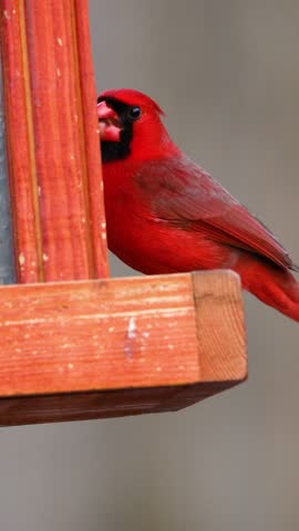 Male Northern cardinal (Cardinalis cardinalis) bird eating black oiled sunflower seeds at a hopper-style bird feeder in a backyard garden during early spring in Dunn County, Wisconsin.