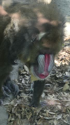 APPROACH TO A CALM MANDRILL