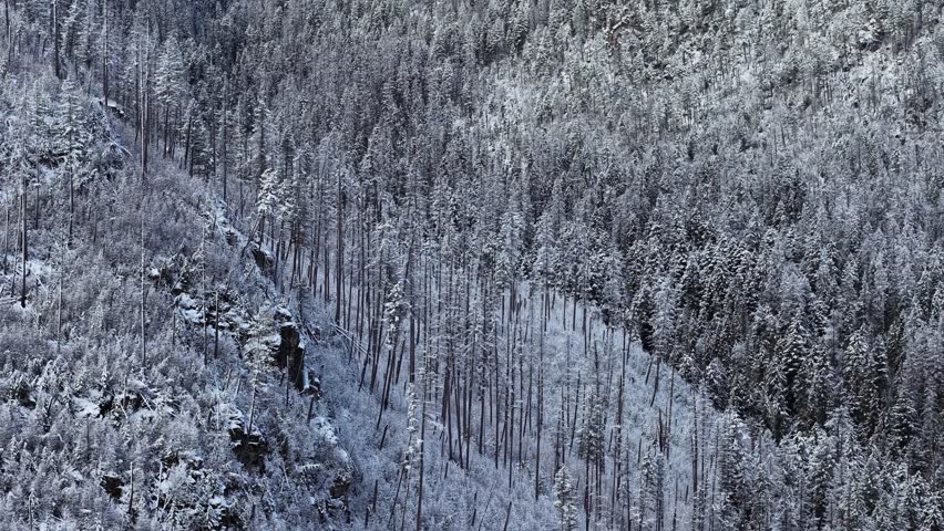 Aerial view of a snow covered mountain forest with bare trees and rocky terrain near Glacier National Park in Montana