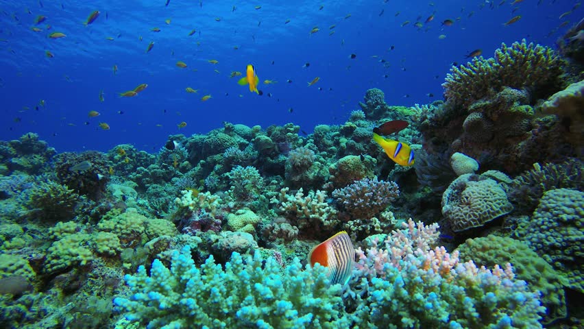Tropical Colourful Underwater Ambience. Tropical underwater sea fish. Underwater fish reef marine. Underwater sea fish. Coral garden seascape. Reef coral scene.