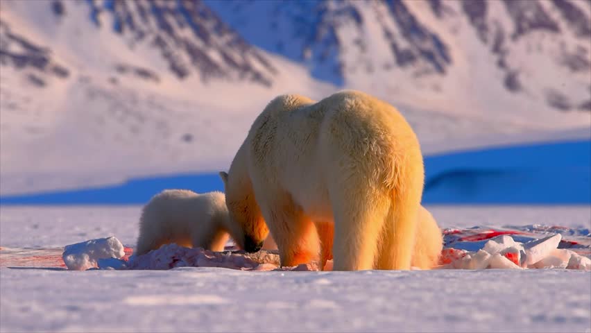 Polar bears resting on ice in snowy arctic landscape.