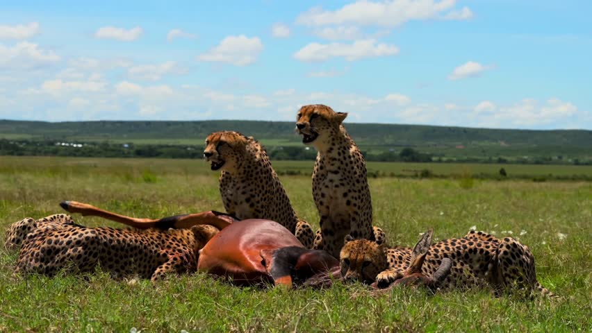 Cheetahs feeding on prey in grassland wildlife environment.