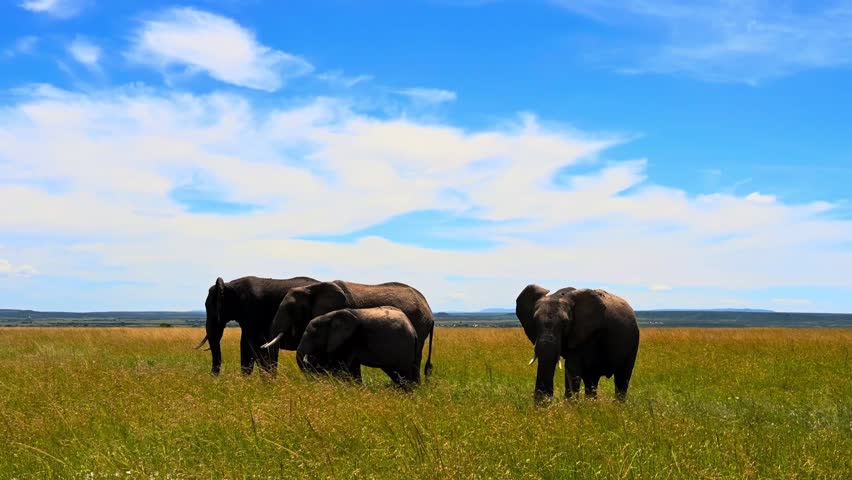 Bison grazing on green field under blue sky in natural landscape.