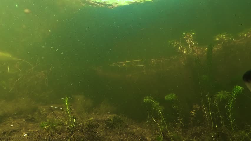 Underwater view of a largemouth bass Micropterus salmoides entering and leaving the frame above its nest, with visible eggs on the bottom in shallow freshwater habitat