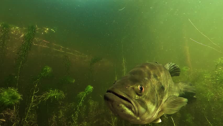 Close detail of the red eye of a largemouth bass Micropterus salmoides during spawning season, with aquatic plants behind in shallow freshwater habitat