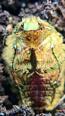 Extreme macro front view of beetle face with legs and fine hair details