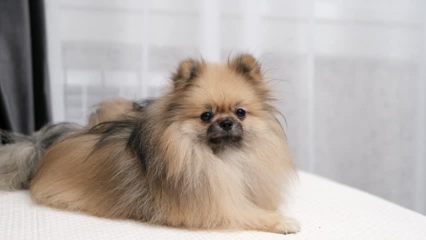 A cute Pomeranian lies on a light bed