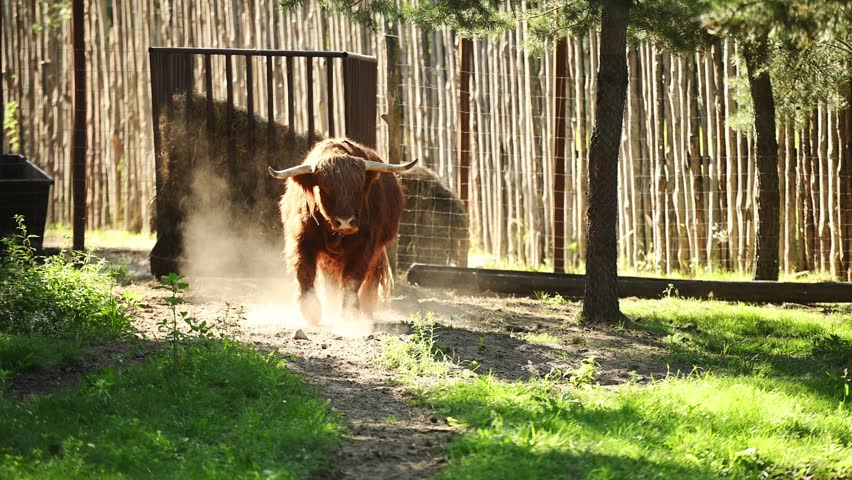 Highland cattle walking in sunny forest raising dust, brown shaggy cow with long horns on path, Scottish breed cattle in nature park. Livestock farming and wildlife concept, domestic animal