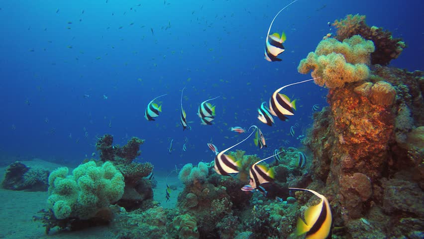 Tropical Colourful Underwater Seascape. Tropical underwater sea fish. Underwater fish reef marine. Underwater sea fish. Coral garden seascape. Reef coral scene.