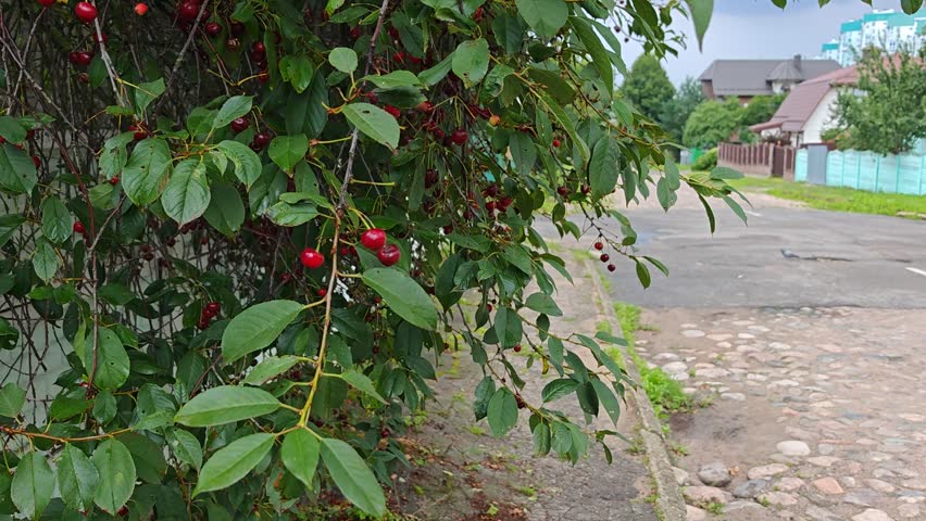 There is a big cherry tree on the street. From its branches, among the foliage, hang a lot of ripe, red, juicy berries. Cloudy summer morning