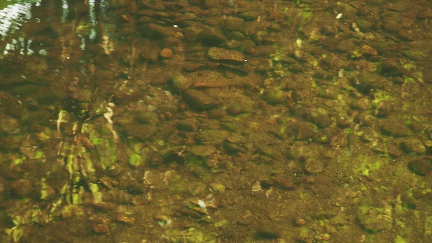Calm water surface with stones under water. Loop.  