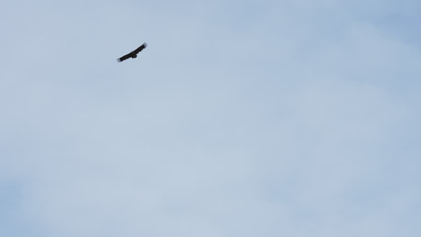 Large dark raptor with wide wingspan soaring high in pale blue overcast sky, full wing spread visible against minimal background, distant view