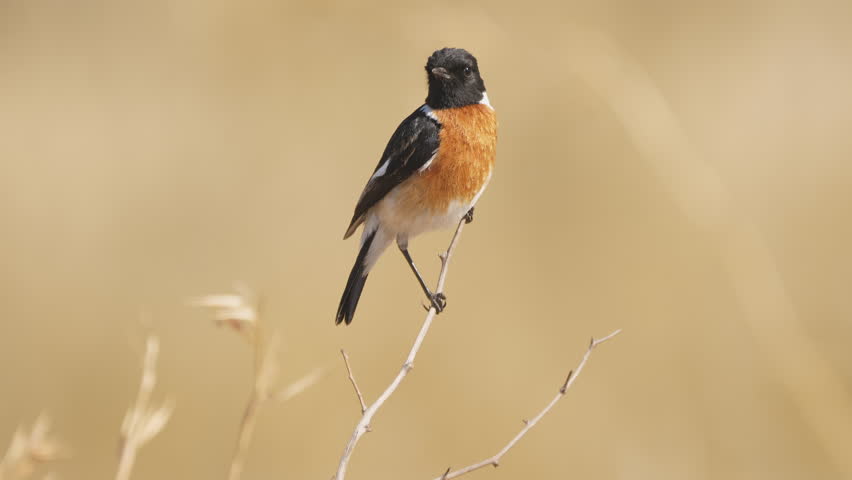 African Stone Chat bird perched on tiny thorny branch against plain background, looks around