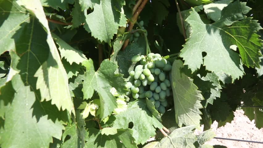 Green Grapes Growing on Vine in Vineyard Close Up.