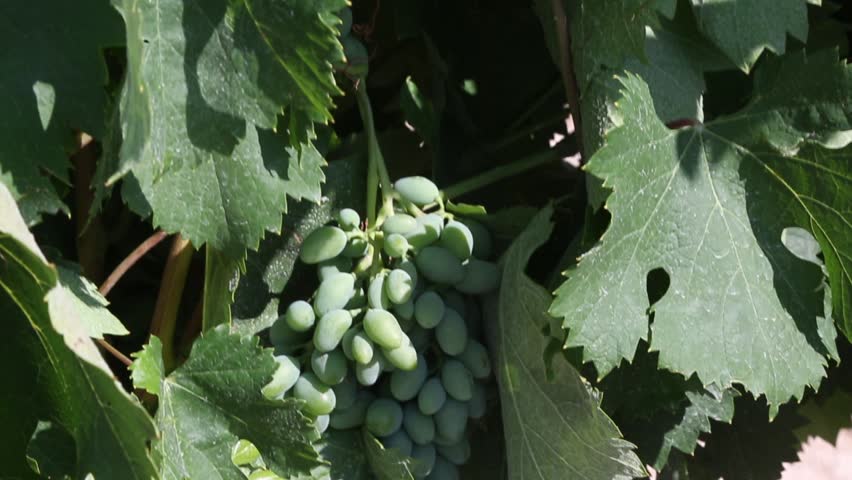 Green Grapes Growing on Vine in Vineyard Close Up.