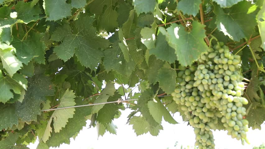 Green Grapes Growing on Vine in Vineyard Close Up.