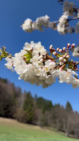 Blossoming white flowers on a tree in nature	
