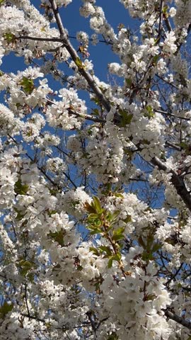 Blossoming white flowers on a tree in nature	
