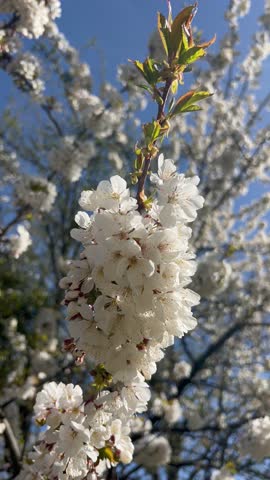 Blossoming white flowers on a tree in nature	
